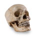 Skull Shoppe- Adult Male East Indian (With Perfect Teeth)