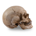 Skull Shoppe- Adult Female Caucasian