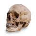 Skull Shoppe- Adult Female Caucasian