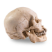 Skull Shoppe- Adult Male Asian (With Tool Marks)