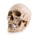 Skull Shoppe- Adult Male Asian (With Tool Marks)