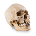 Skull Shoppe- Adult Male Asian (With Tool Marks)